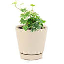 Ivy Kolibre care, Ivy Kolibre near me, trailing houseplants, best trailing plants, indoor trailing houseplant, ivy plant décor ideas, ivy plant gift ideas, Kolibre ivy care, common Ivy Plants
