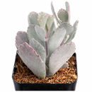 Kalanchoe Pumila
