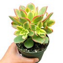 Aeonium Kiwi Haworthii