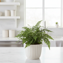 buy korean rock' fern live houseplant 4" pot online, glossy blue-green fronds on contrasting dark stems, compact low-growing mounding form, semi-evergreen hardy and pet-friendly fern, thrives in low to medium indirect light, a timeless woodland-inspired accent for small spaces, thoughtful gift for fern collectors and beginners alike