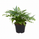 buy korean rock' fern live houseplant 4" pot online, glossy blue-green fronds on contrasting dark stems, compact low-growing mounding form, semi-evergreen hardy and pet-friendly fern, thrives in low to medium indirect light, a timeless woodland-inspired accent for small spaces, thoughtful gift for fern collectors and beginners alike