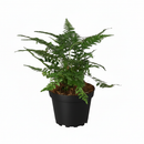 buy korean rock' fern live houseplant 4" pot online, glossy blue-green fronds on contrasting dark stems, compact low-growing mounding form, semi-evergreen hardy and pet-friendly fern, thrives in low to medium indirect light, a timeless woodland-inspired accent for small spaces, thoughtful gift for fern collectors and beginners alike