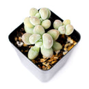 buy lavender pebbles graptopetalum live succulent 4 inch online, rare graptopetalum amethystinum with plump lavender-pink leaves in compact rosette form, powdery moon-rock leaf coating, full sun and drought tolerant care traits, pet-friendly non-toxi