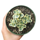 Lime Twister Sedum Sunsparkler