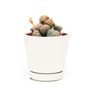 Buy an 8-pack of Lithops live plants online. Each living stone features unique markings and earthy colors for a natural, sculptural look. Easy to care for, they thrive in bright light, gritty well-draining soil, and minimal watering.