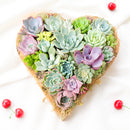 Large 10" Succulent Heart Arrangement for sale. This eye-catching succulent centerpiece makes a thoughtful gift for birthdays, anniversaries, and special occasions.
