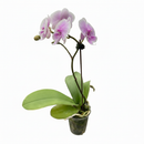 3 inch Light Pink Phalaenopsis Orchid in plastic pot, 3 inch flowering houseplants, feng shui houseplants for sale