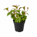 6 inch Lipstick Black Pagoda, 4 inch tropical houseplants for sale, buy Lipstick Black Pagoda online