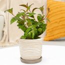 6 inch Lipstick Black Pagoda, 4 inch tropical houseplants for sale, buy Lipstick Black Pagoda online