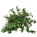 6 inch Lipstick Black Pagoda, 4 inch tropical houseplants for sale, buy Lipstick Black Pagoda online