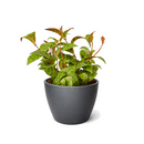 6 inch Lipstick Black Pagoda, 4 inch tropical houseplants for sale, buy Lipstick Black Pagoda online