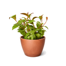 6 inch Lipstick Black Pagoda, 4 inch tropical houseplants for sale, buy Lipstick Black Pagoda online