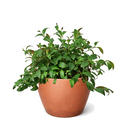 6 inch Lipstick Black Pagoda, 4 inch tropical houseplants for sale, buy Lipstick Black Pagoda online