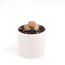 Buy an 8-pack of Lithops live plants online. Each living stone features unique markings and earthy colors for a natural, sculptural look. Easy to care for, they thrive in bright light, gritty well-draining soil, and minimal watering.