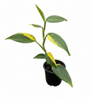 buy scindapsus coriaceus (variegated) live houseplant 3" pot online, bold forest green foliage with stunning creamy yellow variegated markings, coriaceous leathery leaf surface, climbing and trailing growth form, slow-growing rare collector aroid, an architectural tropical accent for any indoor plant collection, an extraordinary rare find and prized gift for aroid enthusiasts