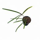 buy hoya insularis live houseplant 4" pot online, long needle-like deep green leaves that blush to vivid purple under light stress, compact slow-growing vining form ideal for shelves or hanging planters, star-shaped color-shifting fragrant blooms in creamy yellow to soft peach, pet-safe and drought tolerant once established, a rare bohemian accent plant and unforgettable gift for any indoor jungle lover