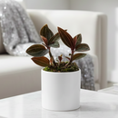 A beautiful, low-light, low-maintenance terrestrial orchid, Buy Ludisia Discolor (Black Orchid) 4-inch grower pot online, Orchid Prized for Veined Leaves