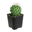 buy mammillaria fittkaui cactus live cactus 2 inch online, cylindrical clumping stems in forest green tones, smooth straight brown spines, produces white-pink fruit after flowering, low maintenance drought tolerant nature, sculptural statement piece for sunny indoor shelves and modern desert-themed decor, a thoughtful and long-lasting gift for any plant enthusiast