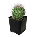 buy mammillaria fittkaui cactus live cactus 2 inch online, cylindrical clumping stems in forest green tones, smooth straight brown spines, produces white-pink fruit after flowering, low maintenance drought tolerant nature, sculptural statement piece for sunny indoor shelves and modern desert-themed decor, a thoughtful and long-lasting gift for any plant enthusiast