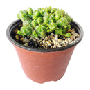 Euphorbia Monstrose Cactus - Euphorbia submammillaris