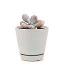 Pink Moonstones Pachyphytum Oviferum