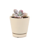 Pink Moonstones Pachyphytum Oviferum