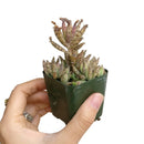 Mother of Millions Kalanchoe delagoensis