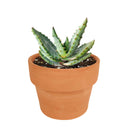 4 inch mountain aloe live succulent for sale, dense spiny rosette of thick grey-green leaves with sharp pointed tips, bold solitary stem form that matures into a striking specimen over decades, low maintenance and drought hardy in plastic pot, a timeless and unique succulent gift for collectors and beginners alike