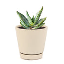 4 inch mountain aloe live succulent for sale, dense spiny rosette of thick grey-green leaves with sharp pointed tips, bold solitary stem form that matures into a striking specimen over decades, low maintenance and drought hardy in plastic pot, a timeless and unique succulent gift for collectors and beginners alike