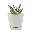 4 inch mountain aloe live succulent for sale, dense spiny rosette of thick grey-green leaves with sharp pointed tips, bold solitary stem form that matures into a striking specimen over decades, low maintenance and drought hardy in plastic pot, a timeless and unique succulent gift for collectors and beginners alike