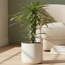 buy pachypodium 'lamerei' (madagascar palm) live houseplant 4" pot online, imposing spiny silver trunk with characteristic swelling base, fresh green leathery leaves at growing apex, narrow upright tree-like habit, decades-long lifespan with minimal care, bold desert-inspired architectural accent for floor or large shelf displays, rare and cherished gift for plant lovers of all levels