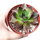 buy sempervivum mahogany live succulent 2 inch online, richly pigmented multicolored rosette with purple-tipped fleshy leaves, slow-spreading mat-forming growth, minimal watering needs, heat and cold tolerant, visually striking architectural accent for shelves or patios, an enduring heirloom succulent gift for any occasion
