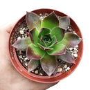 buy sempervivum mahogany live succulent 2 inch online, richly pigmented multicolored rosette with purple-tipped fleshy leaves, slow-spreading mat-forming growth, minimal watering needs, heat and cold tolerant, visually striking architectural accent for shelves or patios, an enduring heirloom succulent gift for any occasion