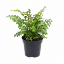 4" pot mahogany fern live houseplant for sale, reddish-brown emerging fronds contrasting deep glossy green mature foliage, finely divided lacy frond texture, wide spreading architectural growth habit, pet friendly non-toxic humidity loving indoor fern, adds bohemian rainforest feel to any room, perfect birthday or housewarming gift for fern enthusiasts