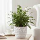 4" pot mahogany fern live houseplant for sale, reddish-brown emerging fronds contrasting deep glossy green mature foliage, finely divided lacy frond texture, wide spreading architectural growth habit, pet friendly non-toxic humidity loving indoor fern, adds bohemian rainforest feel to any room, perfect birthday or housewarming gift for fern enthusiasts