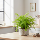 buy maidenhair fern live houseplant 6" pot nursery pot online, lush layered fan shaped green leaflets, wispy black wiry stems, soft cascading texture, thrives in terrariums and humid rooms, traditional medicinal heritage, an enchanting botanical display piece for any indoor jungle, a stunning and pet safe gift for any occasion