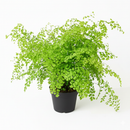 buy maidenhair fern live houseplant 6" pot nursery pot online, lush layered fan shaped green leaflets, wispy black wiry stems, soft cascading texture, thrives in terrariums and humid rooms, traditional medicinal heritage, an enchanting botanical display piece for any indoor jungle, a stunning and pet safe gift for any occasion