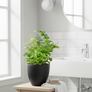 buy maidenhair fern live houseplant 6" pot nursery pot online, lush layered fan shaped green leaflets, wispy black wiry stems, soft cascading texture, thrives in terrariums and humid rooms, traditional medicinal heritage, an enchanting botanical display piece for any indoor jungle, a stunning and pet safe gift for any occasion