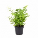 buy maidenhair fern live houseplant 6" pot nursery pot online, lush layered fan shaped green leaflets, wispy black wiry stems, soft cascading texture, thrives in terrariums and humid rooms, traditional medicinal heritage, an enchanting botanical display piece for any indoor jungle, a stunning and pet safe gift for any occasion