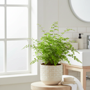 buy maidenhair fern live houseplant 6" pot nursery pot online, lush layered fan shaped green leaflets, wispy black wiry stems, soft cascading texture, thrives in terrariums and humid rooms, traditional medicinal heritage, an enchanting botanical display piece for any indoor jungle, a stunning and pet safe gift for any occasion