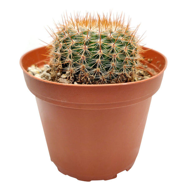 mammillaria spinosissima care Mammillaria Spinosissima - Red-headed Irishman Cactus | Succulent Gift  Decor Ideas