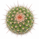 Mammillaria Limonensis