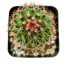 Buy an 8-pack of 2" live succulents online. A versatile collection of eight small succulent plants, ideal for events, party favors, gifts, and succulent projects.
