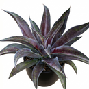 buy mangave 'mission to mars' plug online, dark red veined leaves, 1.5 inch plug, heat and dry air tolerant, prefers afternoon shade protection