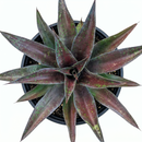buy mangave 'mission to mars' plug online, dark red veined leaves, 1.5 inch plug, heat and dry air tolerant, prefers afternoon shade protection