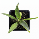 buy mangave 'mission to mars' plug online, dark red veined leaves, 1.5 inch plug, heat and dry air tolerant, prefers afternoon shade protection