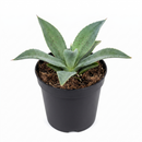 buy mangave 'mission to mars' plug online, dark red veined leaves, 1.5 inch plug, heat and dry air tolerant, prefers afternoon shade protection