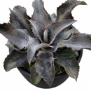 buy mangave 'night owl' plug for sale, dramatic dark striped rosette, 1.5 inch plug, tolerates dry heated air, prefers indirect bright light