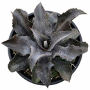 buy mangave 'night owl' plug for sale, dramatic dark striped rosette, 1.5 inch plug, tolerates dry heated air, prefers indirect bright light