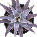 Mangave 'Purple People Eater'